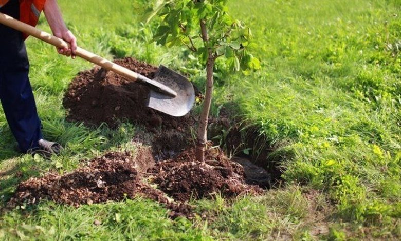  جهت کا‌شت ۱۰۰ هزار اصله نهال حرا در استان هرمزگان تفاهم نامه ۴ جانبه امضا شد