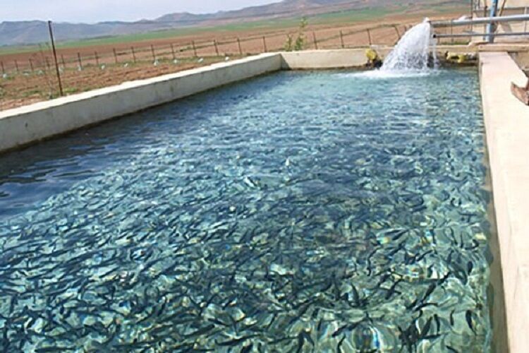 ۷۶ طرح شیلاتی در هرمزگان آماده بهره‌برداری شد