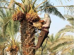 برداشت ۱۹۶ هزار تُن خرما در هرمزگان 