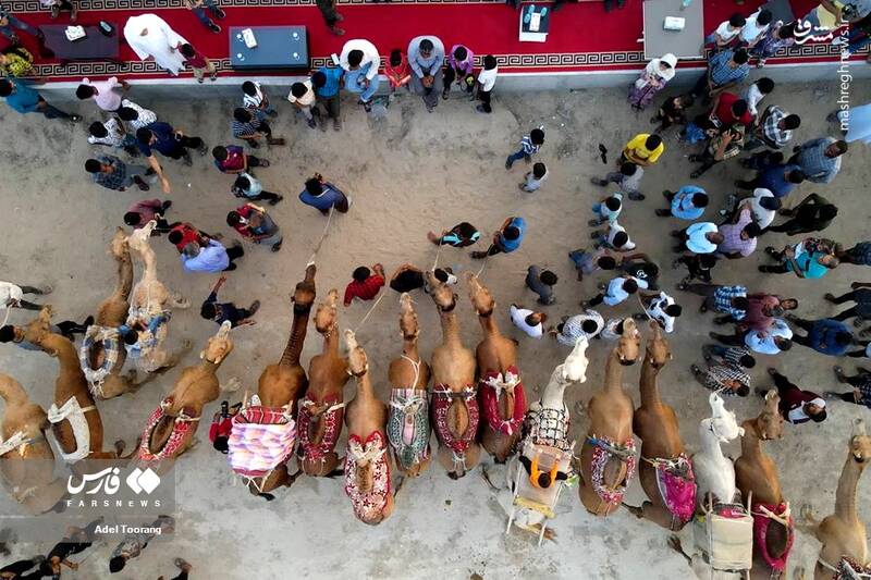 «مسابقه شتر سواری» در روستای کورزین قشم