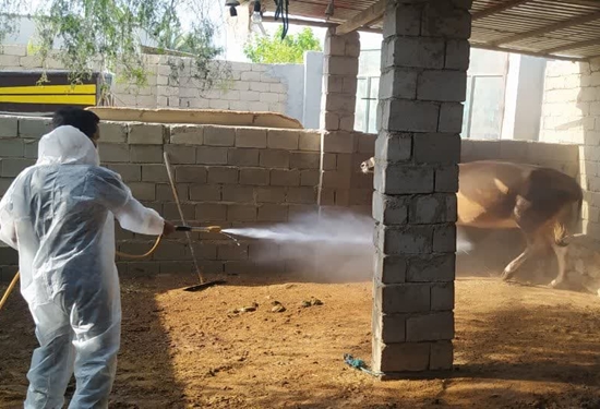 آغاز طرح مبارزه با انگل های خارجی دام در روستاهای قشم 