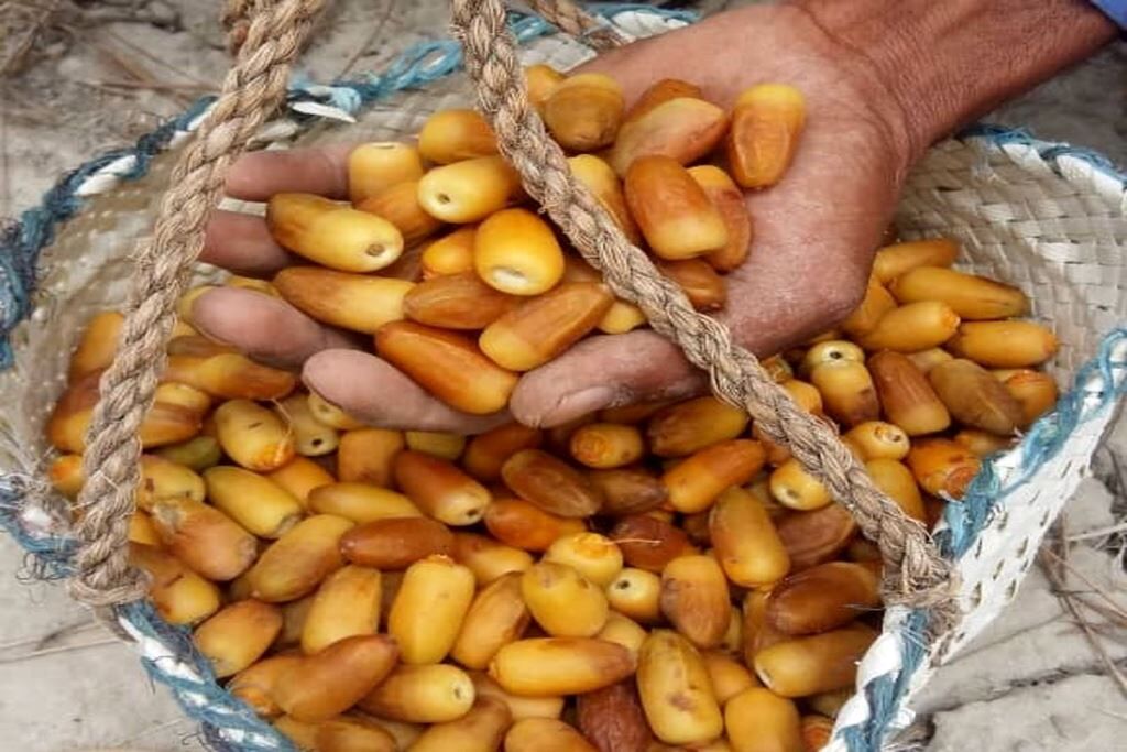 آغاز برداشت رطب نوبرانه «آل مهتری» در هرمزگان 