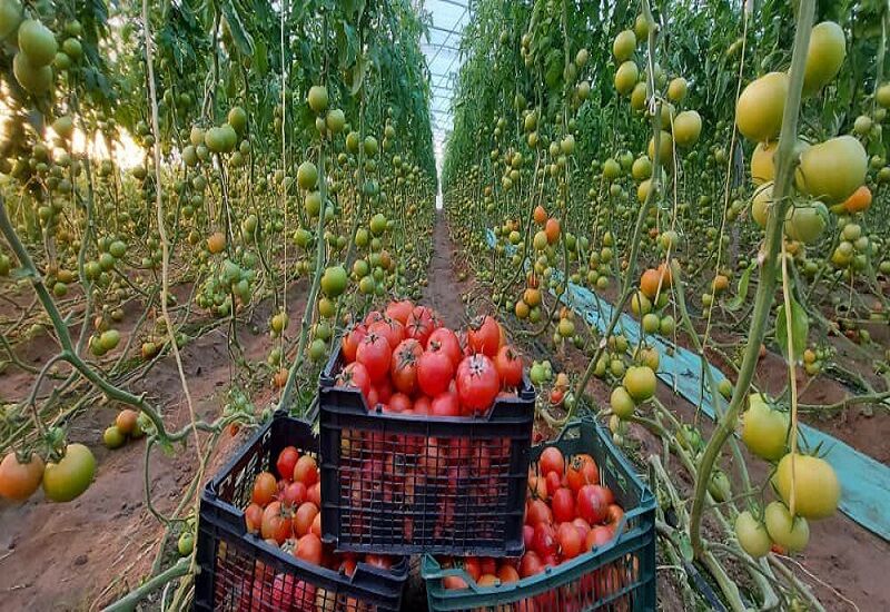 برداشت ۲۰۰ هزار تن محصولات گلخانه‌ای در هرمزگان 
