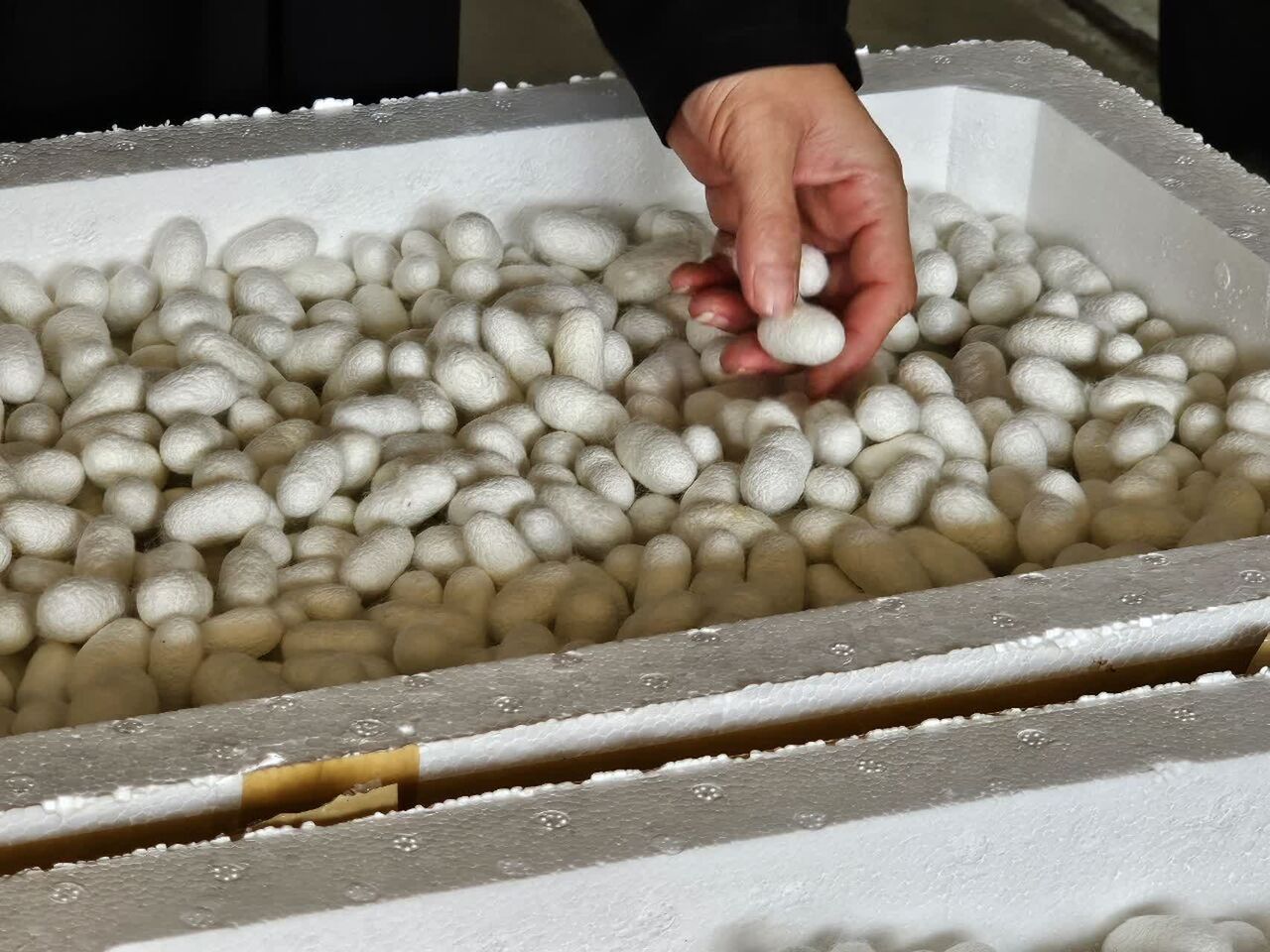 آغاز پرورش نوغان کرم ابریشم در هرمزگان 