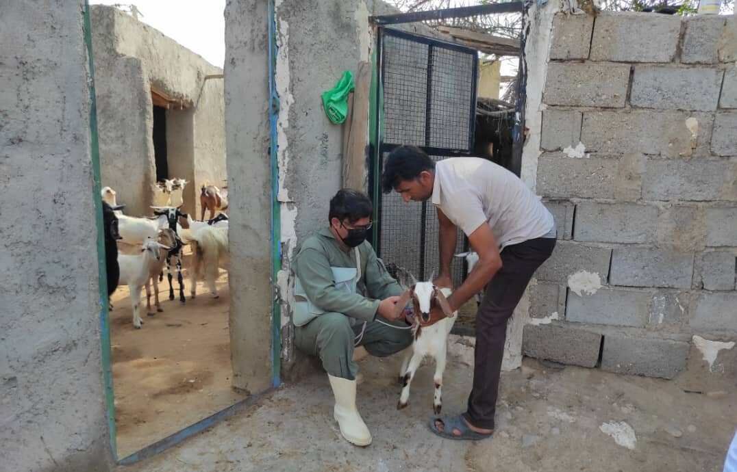 واکسیناسیون بیش از ۲۰ هزار راس دام در بندرلنگه