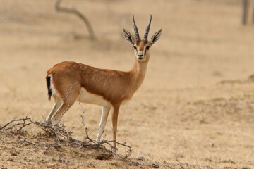 شکارچی غیرمجاز جبیر در جزیره لاوان هرمزگان دستگیر شد