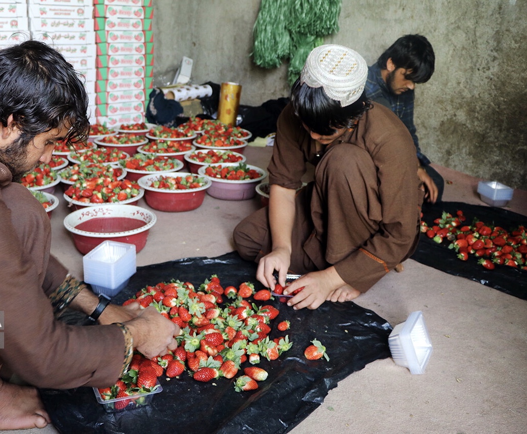 جمع آوری ۲ هزار و ۵۰۵ نفر از اتباع بیگانه غیرمجاز در قشم 