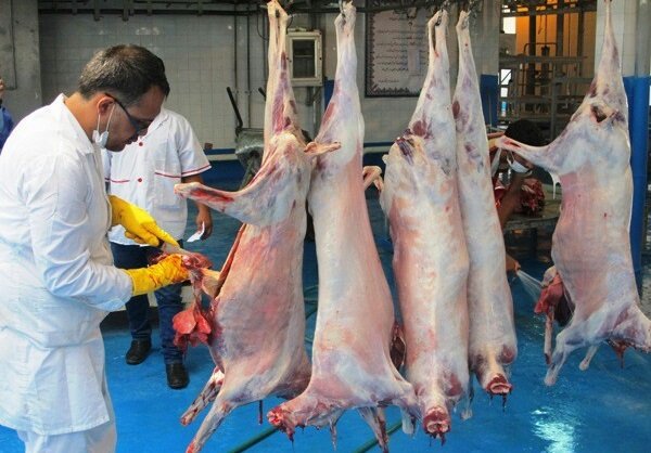 خدمات رایگان هفت گروه دامپزشکی قشم در عید قربان 