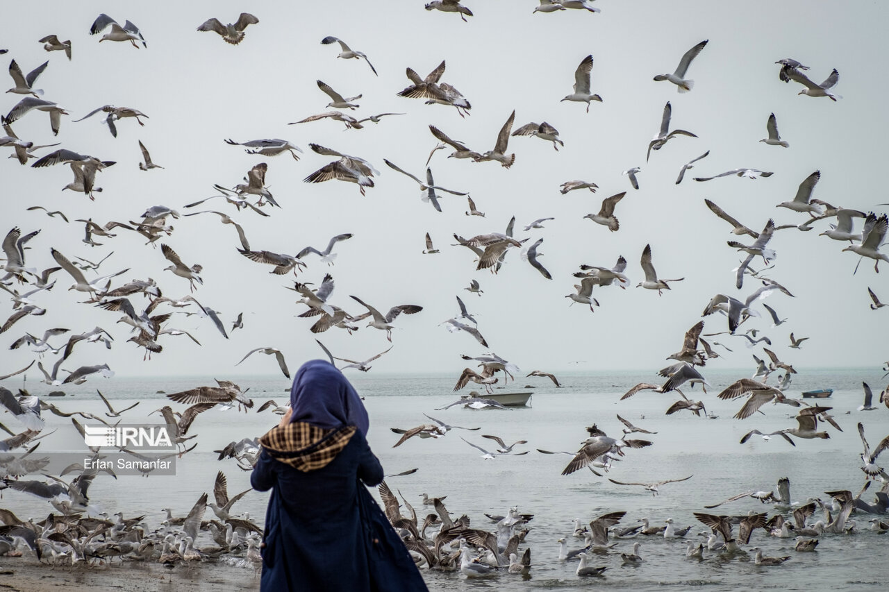 ۹۶۲۹ مسافر نوروزی در مدارس قشم اسکان یافتند